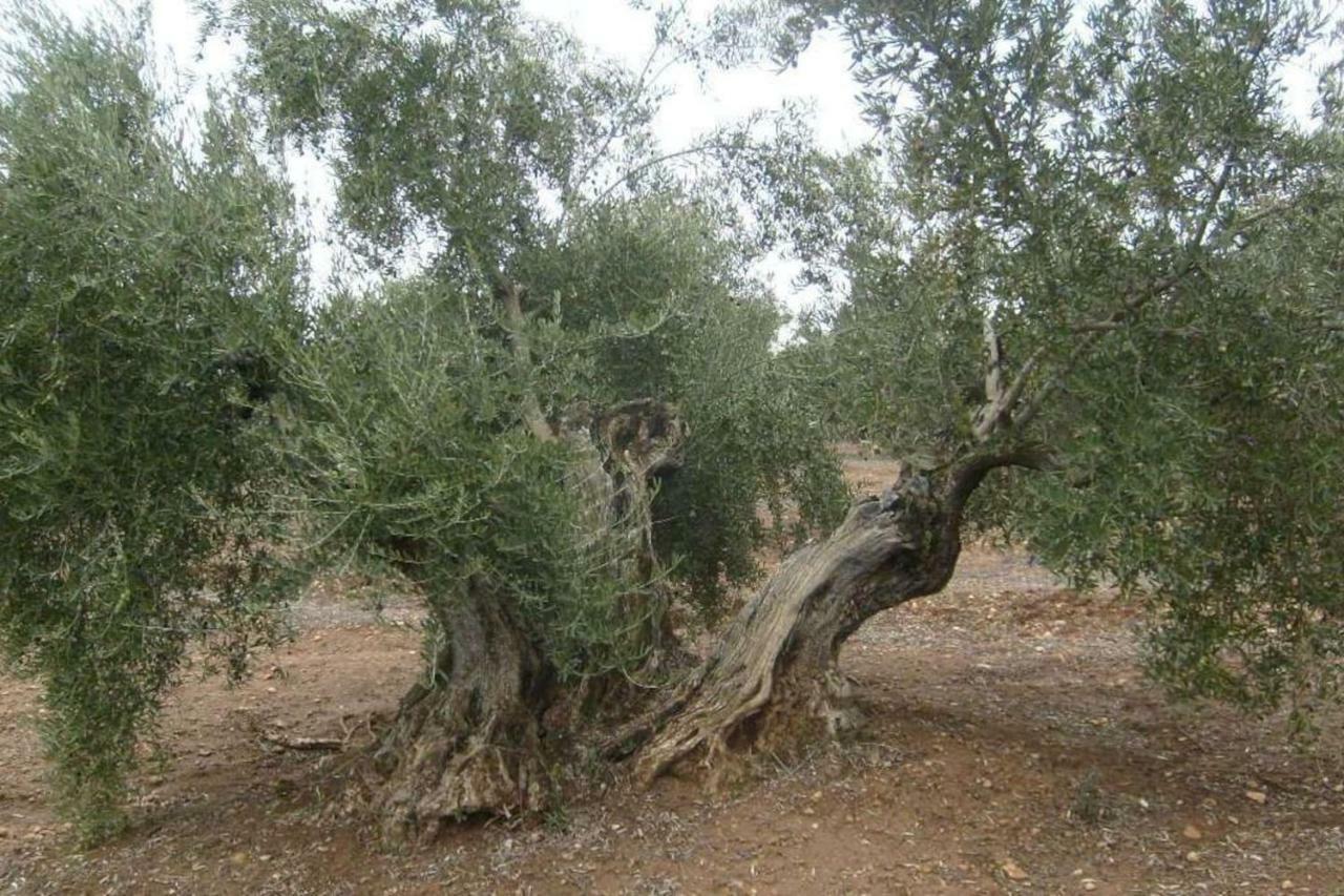 比利亚卡里略Cortijo El Derramadero别墅 外观 照片